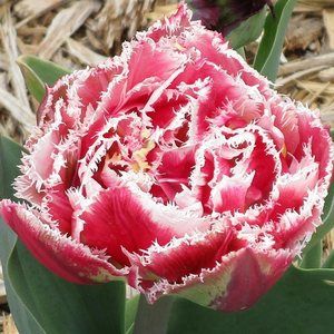 Meet your Posher, Janet